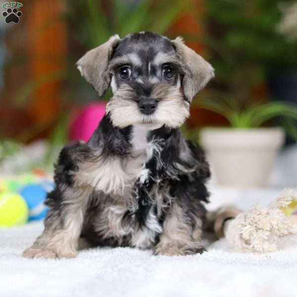 Freddy, Miniature Schnauzer Puppy